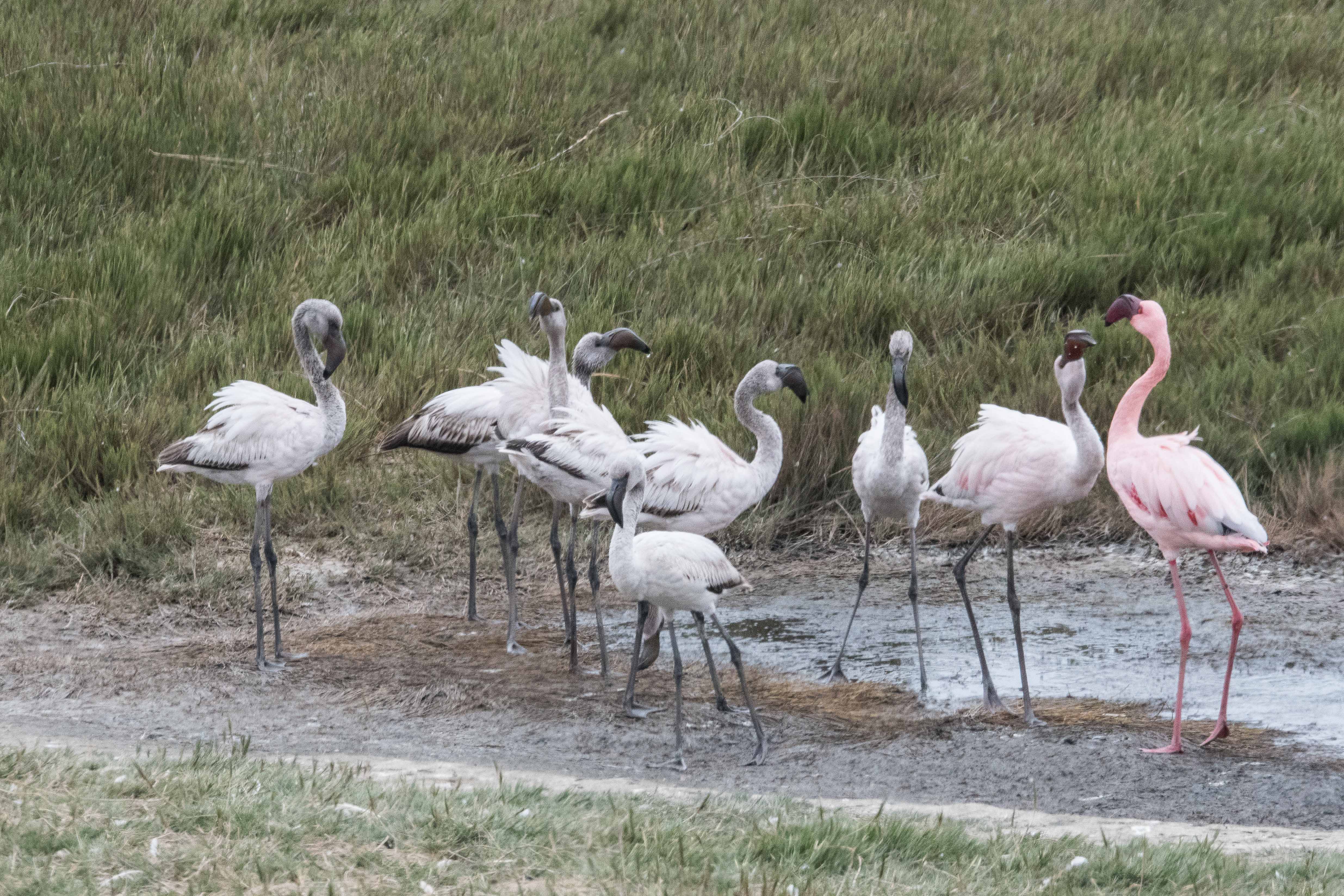 Flamants nains (Lesser flamingos, Phoeniconaias minor), crèche de juvéniles gardée par un adulte , Delta du Kuiseb, Dorob National Park, Namibie.